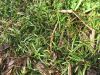 0142-Nutgrass-IMG_9326.JPG