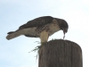 Filename=2009-11-16_100275_82_redtail.jpg
Filesize=96KiB
Dimensions=1024x768
Date added=Nov 16, 2009 2009-11-16_100275_82_redtail.jpg