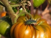 2013-07-29_100661_74_img_9734_green_japanese_beetle.jpg