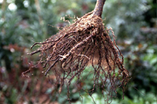 Bare Root Roese