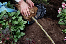 Bare Root 2