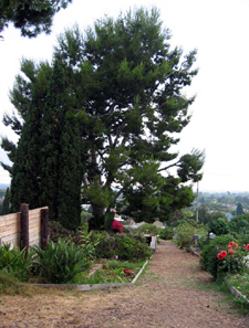 Pine Tree