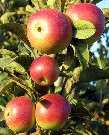 Apples