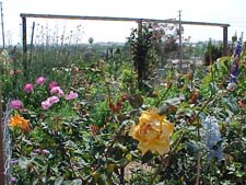 Climbing Roses