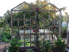 Climbing Roses on Trellis