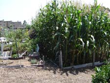 Corn