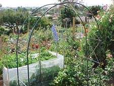 Arched Trellis