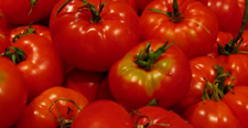 Tomatoes