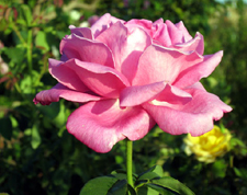 Pink Rose
