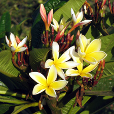 Plumeria