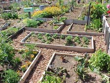 More Raised Beds