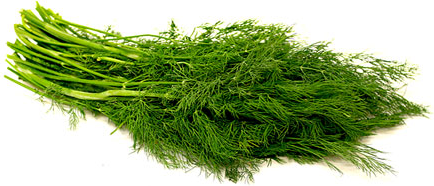 Fresh Dill