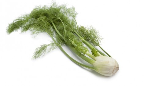 Bulbing Fennel