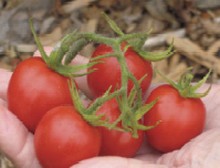 Nancy Howell's Red Cluster Tomatoes