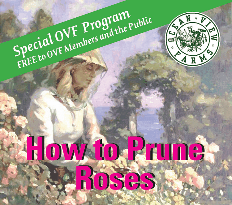 Rose Pruning Workshop