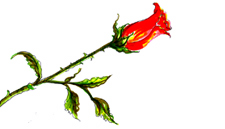 Red Rose