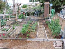 Tomato Cages