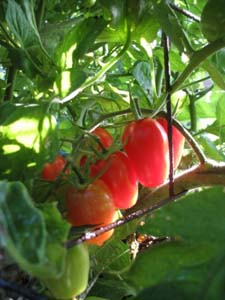 Tomatoes