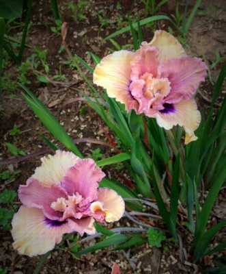 Click to view full size image