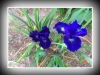 2013-06-14_100641_51002_iris_6.jpg